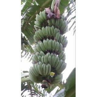 CÂY GIỐNG CHUỐI LÙN THÁI LAN SIÊU QUẢ