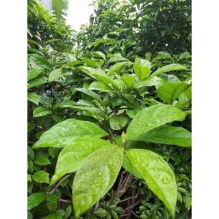 LÁ CÂY XẠ ĐEN PHƠI KHÔ 1KG