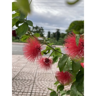 Kiều hùng hay điệp lào