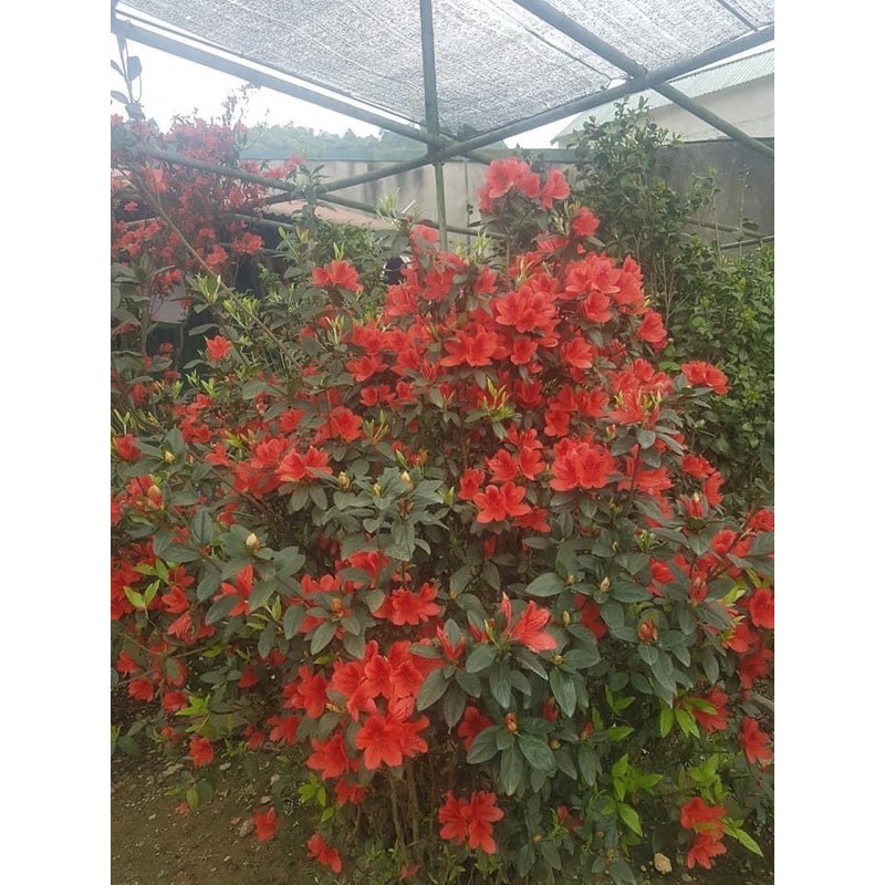 Cây hoa đỗ quyên nhỡ cao 50-60cm