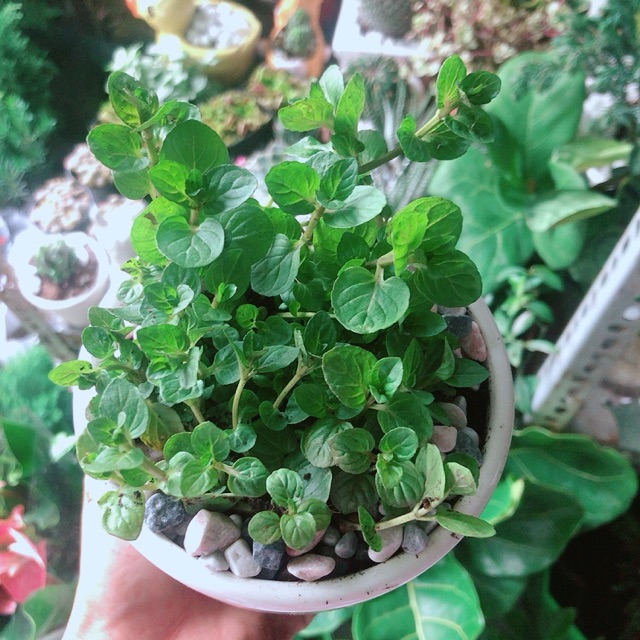 Chậu Cây Bạc Hà Doublemint