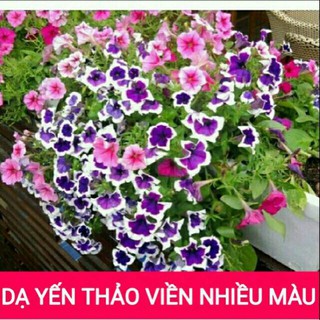 [GIÁ GỐC] Hạt giống Hoa Dạ Yến Thảo Viền Nhiều Màu - 20 hạt