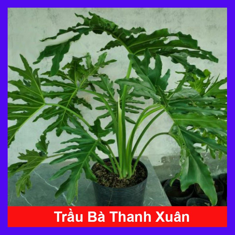 Trầu Bà Thanh Xuân - Cây cảnh trong nhà + Tặng phân bón cho cây