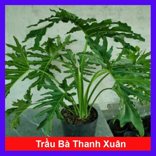 Mua Trầu Bà Thanh Xuân - Cây cảnh trong nhà + Tặng phân bón cho cây