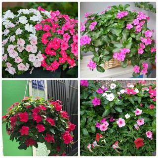 Gói 100 hạt giống hoa dừa cạn rủ nhiều màu