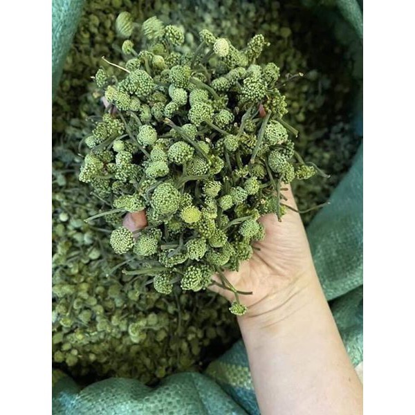 💥(500 Gr) NỤ HOA TAM THẤT LOẠI I | BigBuy360 - bigbuy360.vn