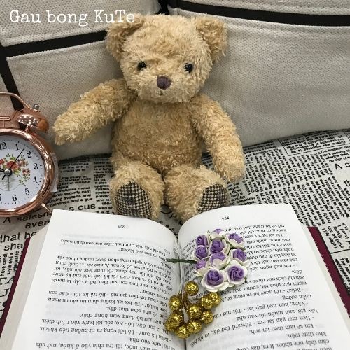 Gấu bông Teddy
