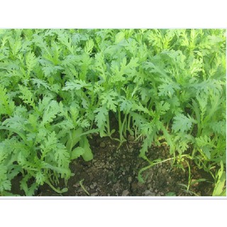 Hạt giống Cải cúc tẻ { gói 20gram }