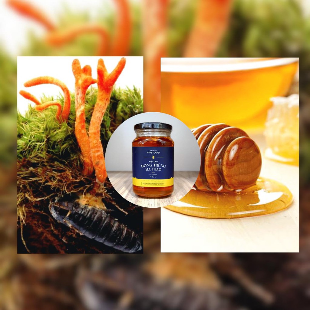 Bộ 2 chai mật ong Đông Trùng Hạ Thảo HONEYLAND 420g mật ong thiên nhiên nguyên chất tăng cường sức đề kháng
