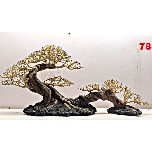 Lũa xương chùm / Lũa tán quýt  🔥 Chuyên ghép tán bonsai thuỷ sinh