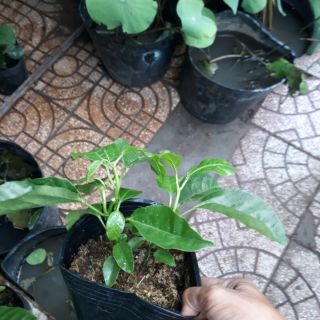 Chanh dây giống