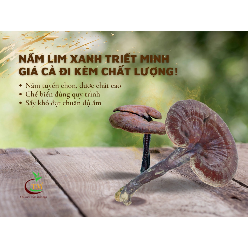 Nấm lim xanh tự nhiên nguyên cây loại đặc biệt (nấm to) - 500gram