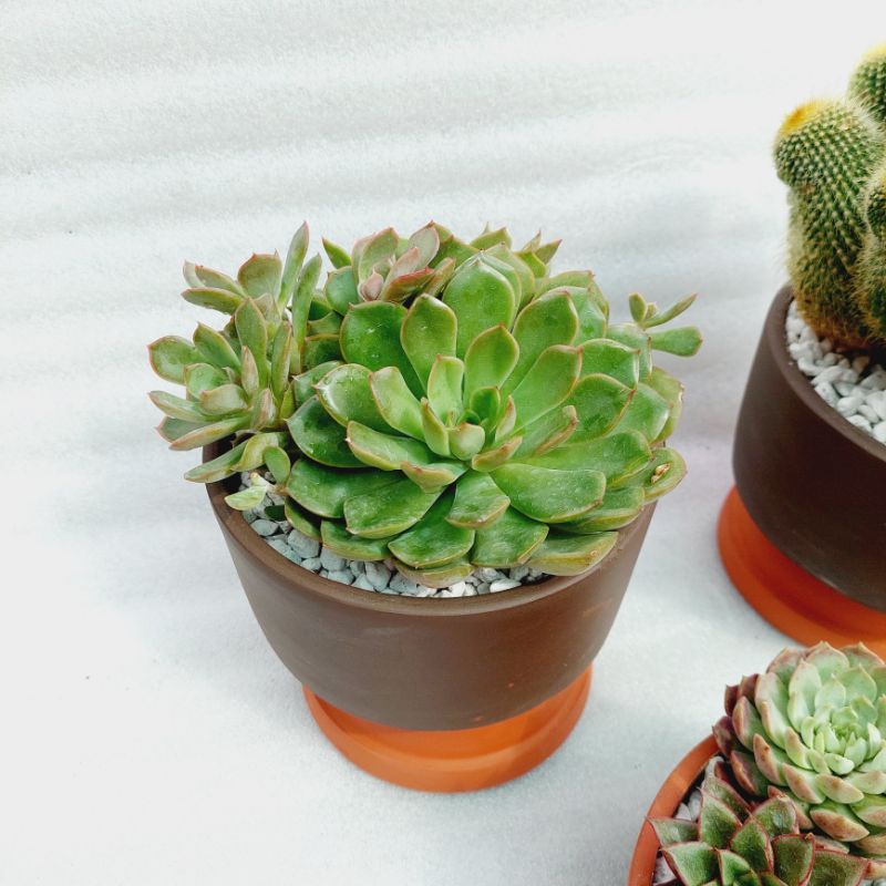Chậu đất nung, Chậu sen đá - Trụ 157, miệng chậu 14cm->15cm, chiều cao 7cm
