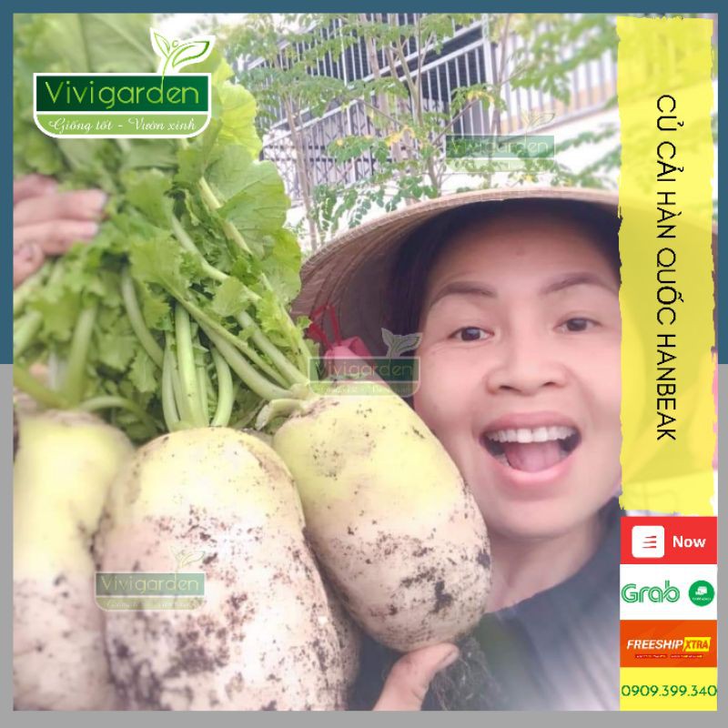 Combo hạt giống củ cải Hàn Quốc khổng lồ Hanbeak giống nhập Mỹ ăn giòn ngọt, củ to và siêu dễ trồng