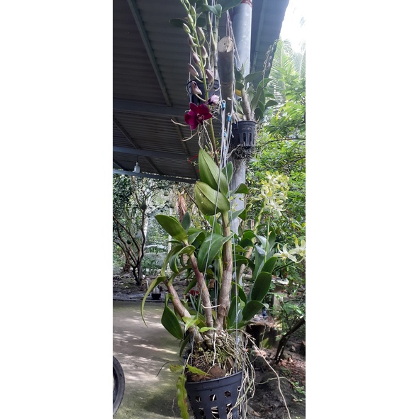 Hoa Lan Dendro Panama Red 1 Chậu ( chậu cây trưởng thành, sắp có ngồng hoa, nhiều thân)