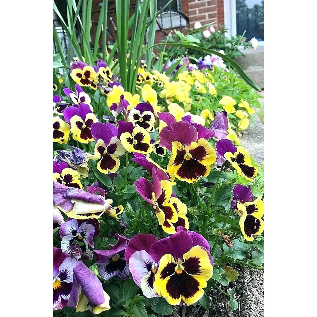 Hạt giống hoa Pansy nữ hoàng các loài hoa - tặng gói hajt ngẫu nhiên