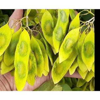 hạt giống cây sưa đỏ