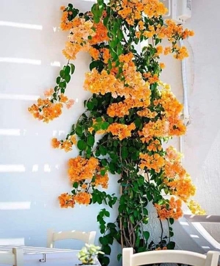 giấy  thái  leo  tường