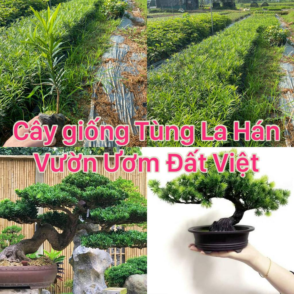Cây giống Tùng La Hán cây cao 15-20 cm ( Mua 10 cây tặng 1 ) #cây_giống #cây_tùng_la_hán
