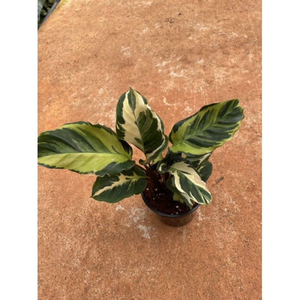 Chậu cứng Calathea Yellow fusion