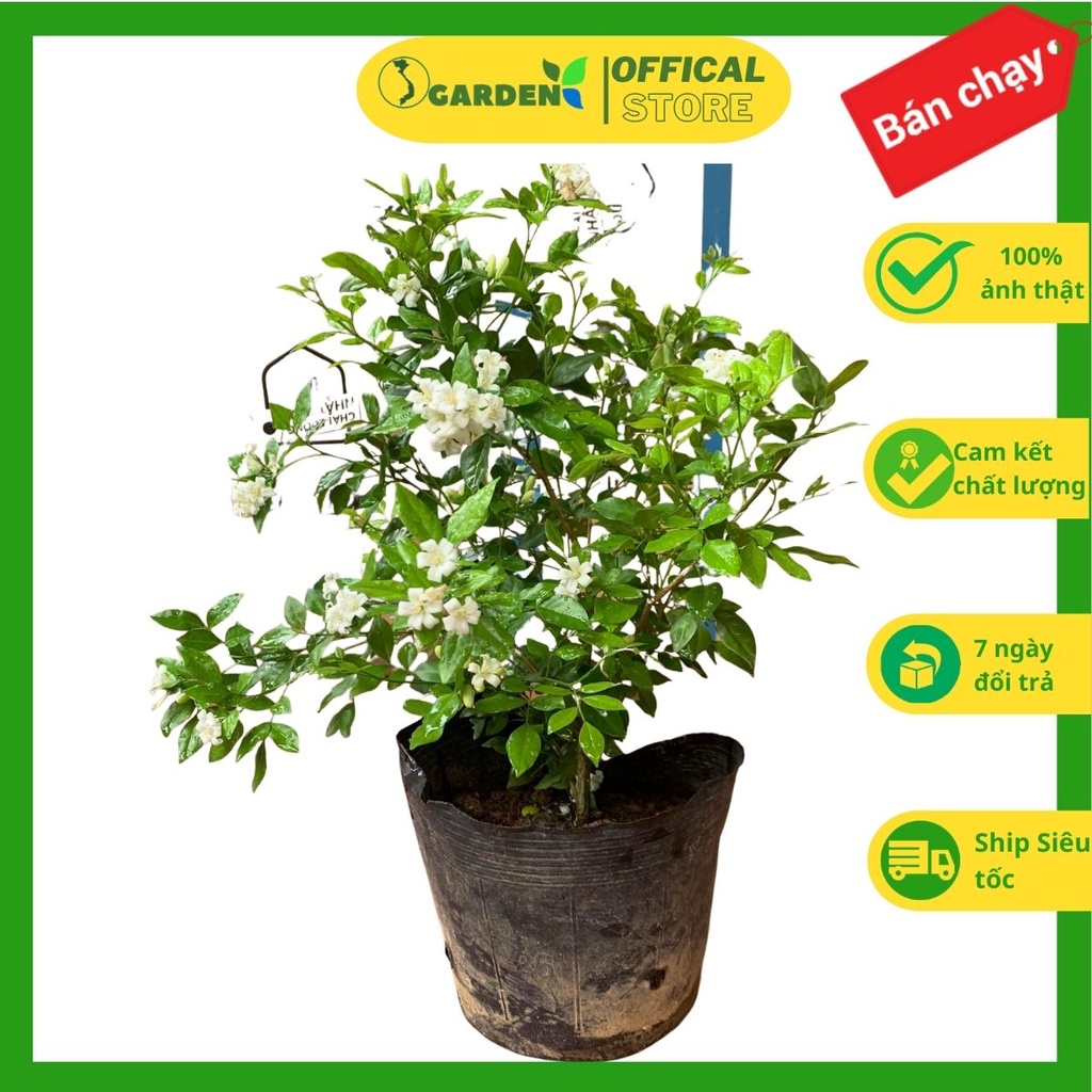 Cây hoa nguyệt quế tán xum xuê, cây đã có hoa, hoa thơm, dễ trồng cao khoảng 50cm (Cây như hình 2-7