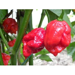 5h Hạt Giống Ớt Siêu Cay Red Habanero (A2.102| C2*W41)