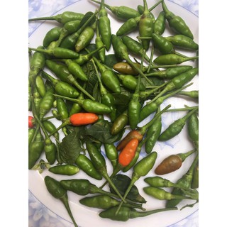 1kg ớt xiêm Đăk Lăk