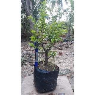 10 cây mai chiếu thủy