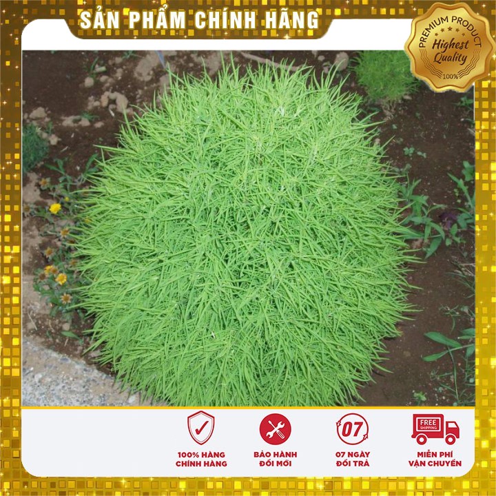 Hạt giống cỏ đổi mầu Nhật Bản - 50 hạt