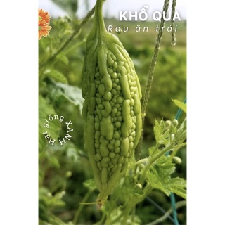 Hạt giống trái khổ qua gói 2gr