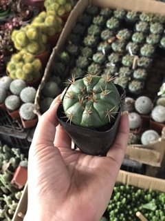 Cây xương rồng Damsi