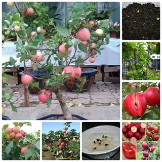 Hạt giống Táo Đỏ Mỹ Lùn bonsai