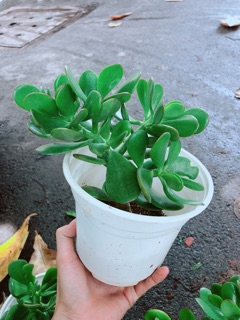 Chậu Ngọc Bích