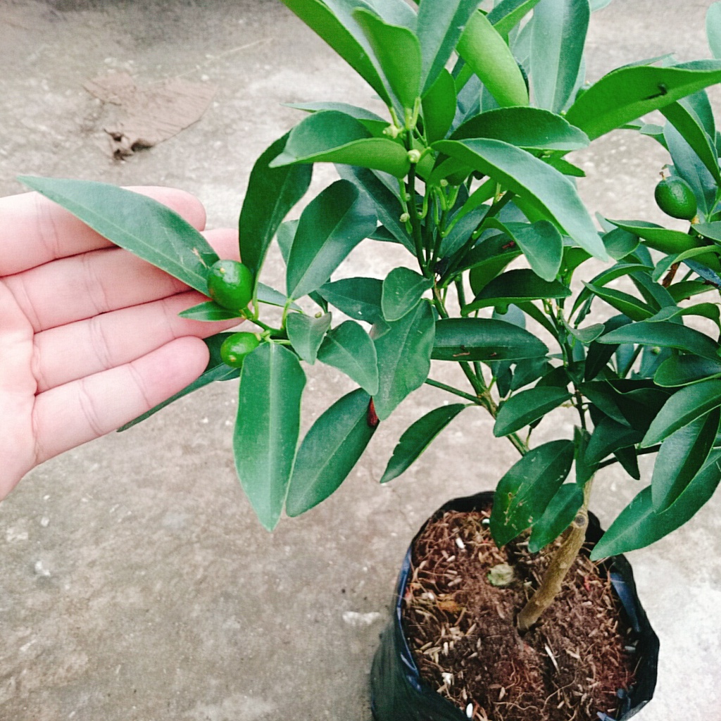 Cây Hạnh Ngọt - cây tắc ngọt thái