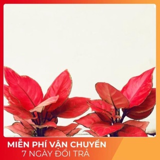 Cây vạn lộc đỏ - Cây phong thủy để bàn -Tặng Kèm Phân Bón