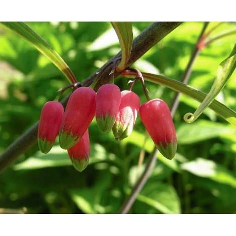 Hạt Giống Cây Hoàng tinh hoa đỏ KNS9 - Gói 10 hạt