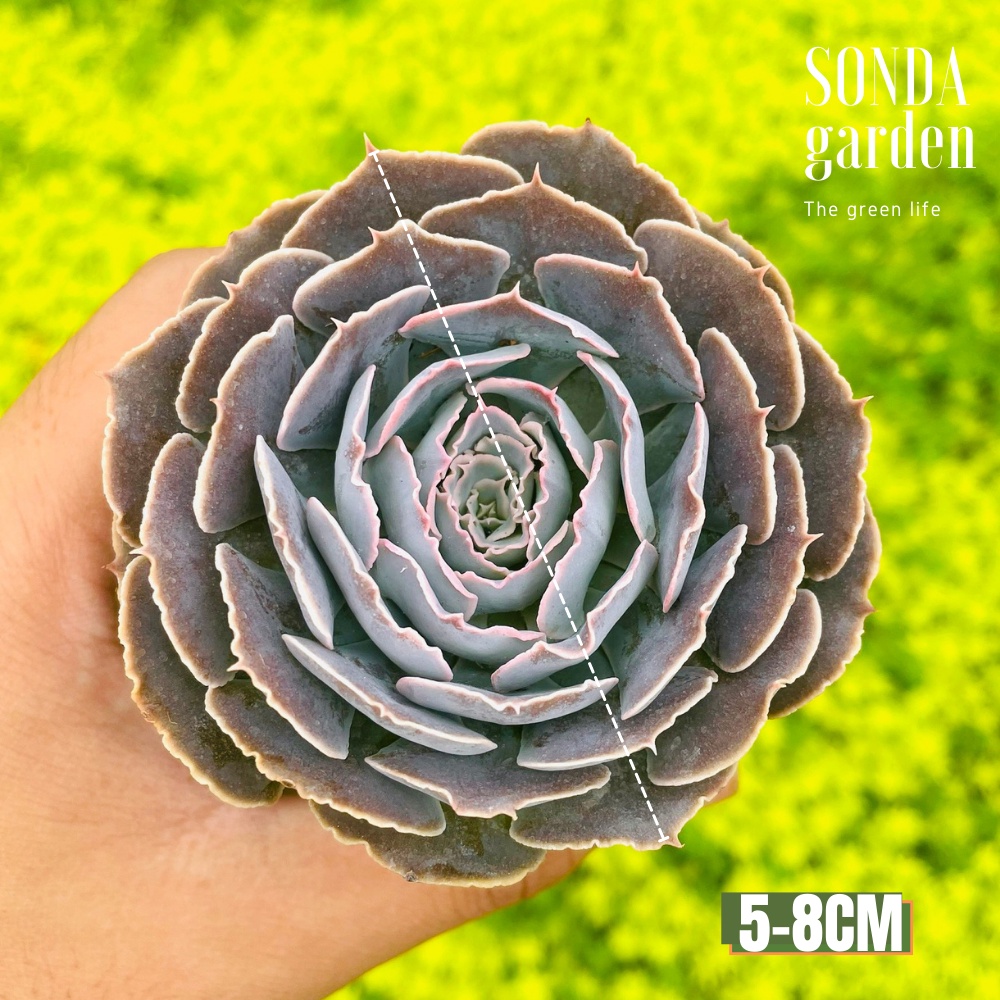 Sen đá bắp cải light purple SONDA GARDEN size bé 5-8cm, cây cảnh trang trí nhà cửa, lỗi 1 đổi 1