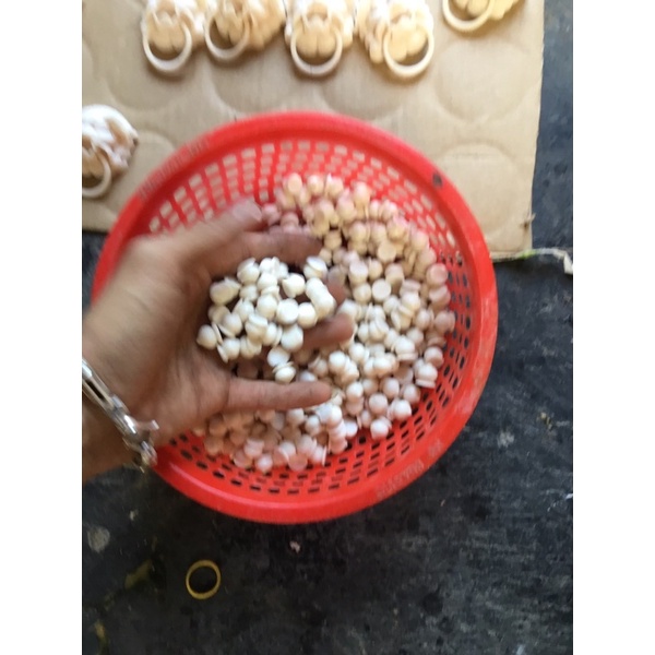 bi xương gắng lồng