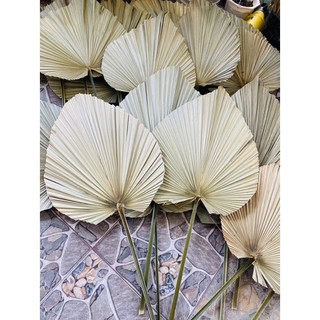 [ Hạ giá ] Lá Cọ Khô Tự Nhiên Trang Trí, Decor