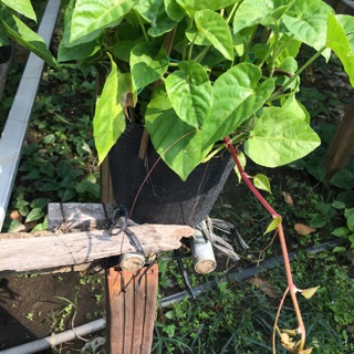 Cây râu hoàng đế/ râu tiên/ cây mành mành/ liêm hồ đằng- Sân vườn- Decor-Cây hoa kiểng Đồng Tháp