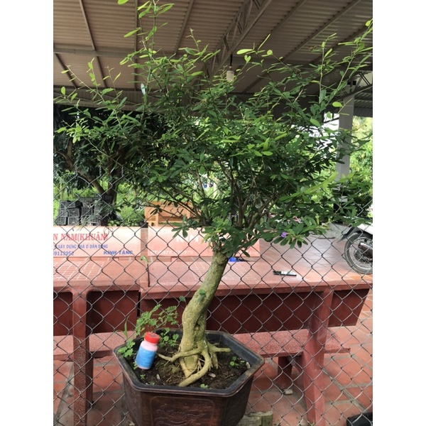 Linh Sam đồng giá 500