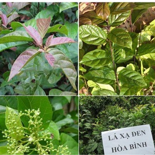 Hạt Giống Cây Xạ Đen - (Cây dược liêu) 50 hạt -hg10