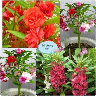 Hạt Giống Hoa Trà Phụng Tiên