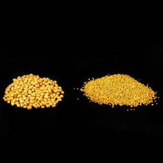 GẠO VÀNG THẦN TÀI