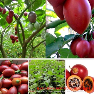 Hạt giống cà chua thân gỗ - 10 hạt
