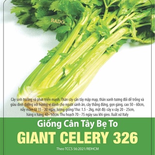 Hạt giống cân tây bẹ to giant celery 326 rạng đông | vtnn cần thơ