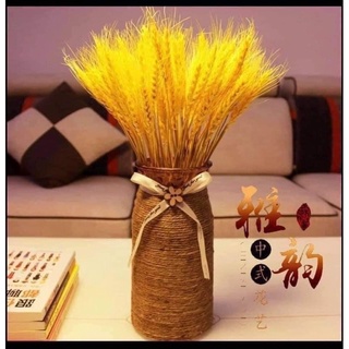 BÔNG LÚA MẠCH VÀNG CHƯNG NGÀN NĂM (100 bông)