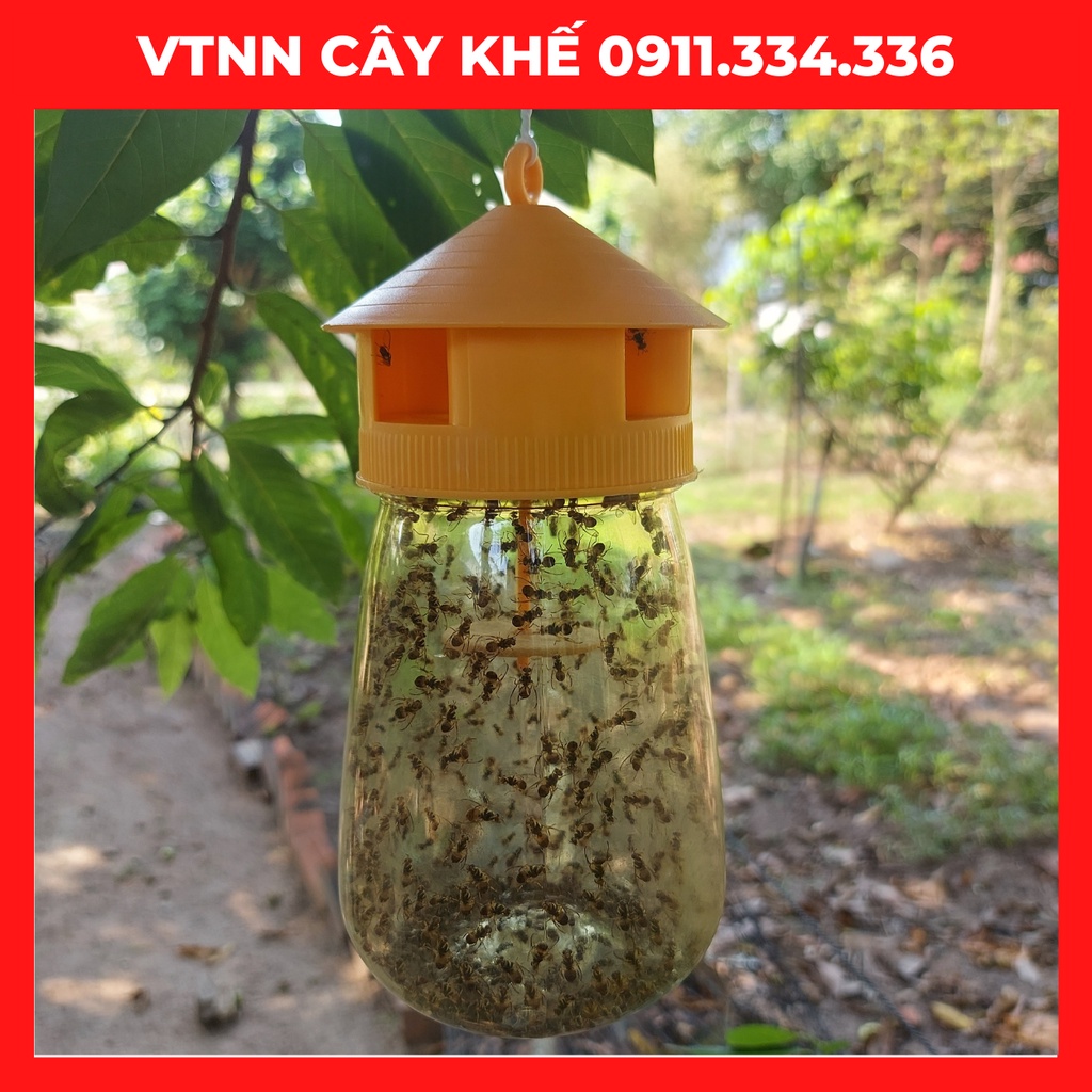 Bẫy Ruồi Vàng Có Thuốc Ruồi Vàng, Thuốc Diệt Ruồi Vàng Dùng Cho Cây Ăn Trái, Phong Lan, Rau Màu