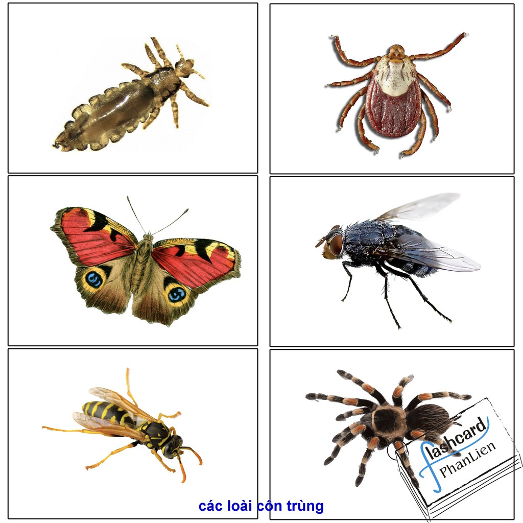 Flashcard TGXQ các loại côn trùng - thẻ học thông minh thế giới xung quanh Glenn Doman