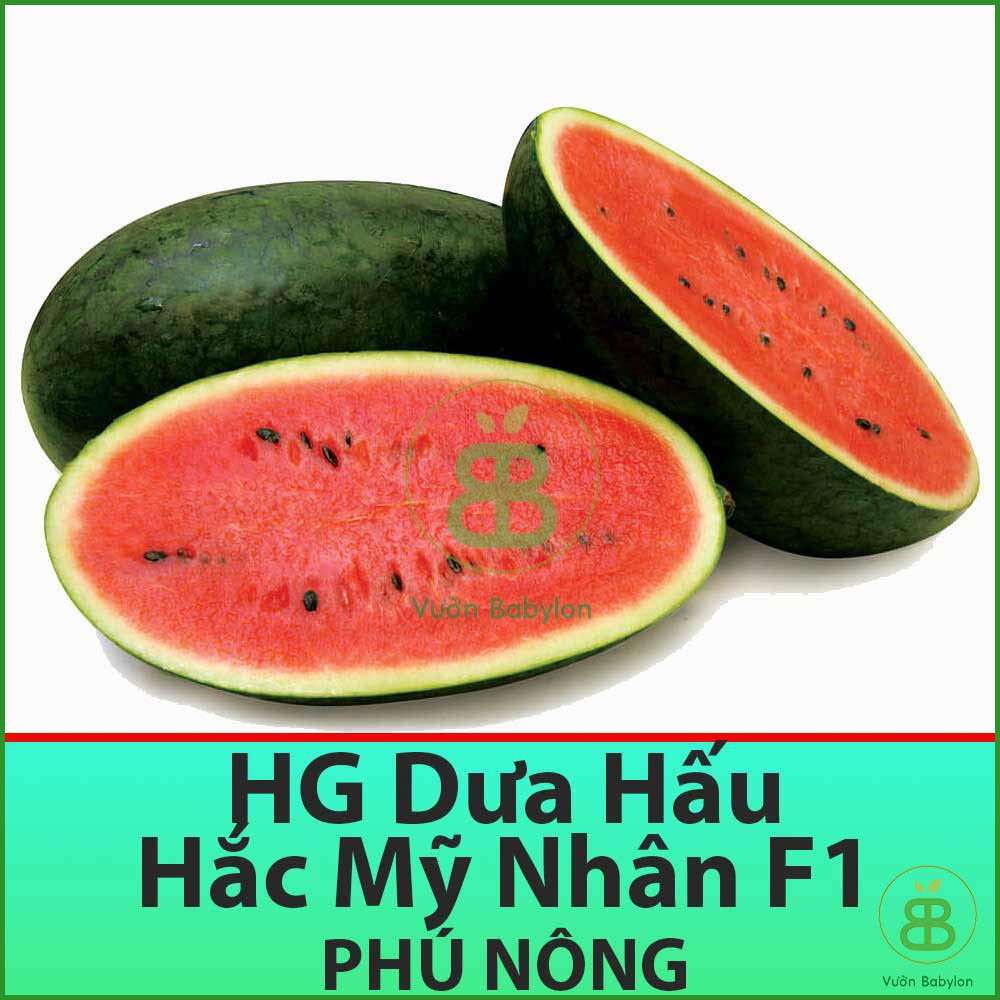 Hạt Giống Dưa Hấu Hắc Mỹ Nhân Siêu Trái